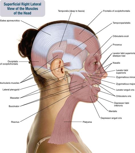 Top 91+ Pictures Muscles Of The Head And Neck Diagram Excellent