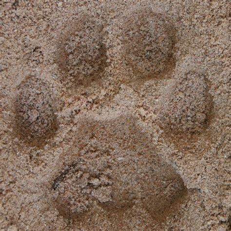 Bobcat Mountain Lion Paw Print In Mud