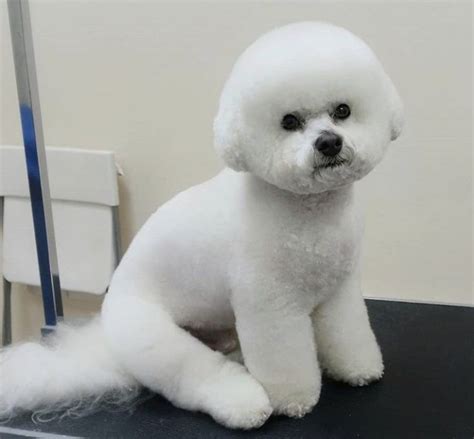 14 Reasons Why Bichon Frises Make Great Pets