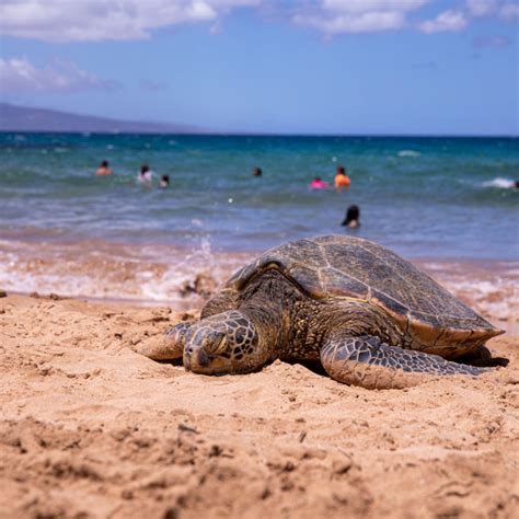 sea turtle hawaii - Travel Off Path