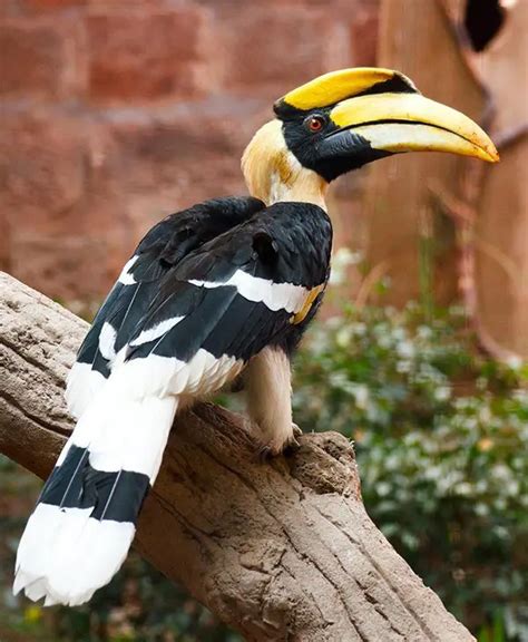 Great Hornbill | The Animal Facts | Appearance, Behavior, Diet