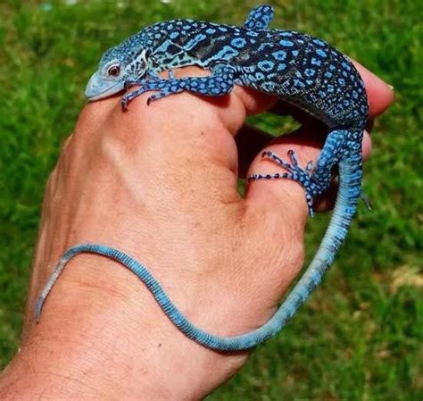 Spotted blue tree monitor | Pet lizards, Reptiles pet, Cute reptiles