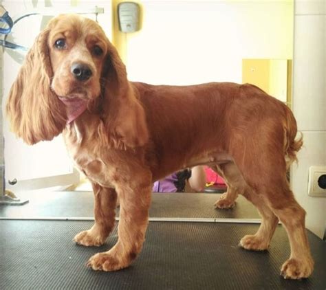 20 Best Cocker Spaniel Haircuts for Your Puppy - The Paws in 2022 | Cocker spaniel haircut ...