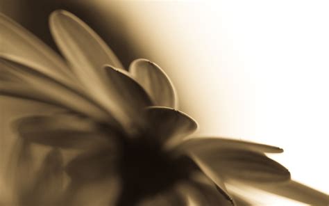 flowers, Sepia, Macro Wallpapers HD / Desktop and Mobile Backgrounds