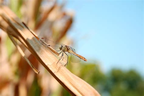Free stock photo of closeup, dragonfly, insect