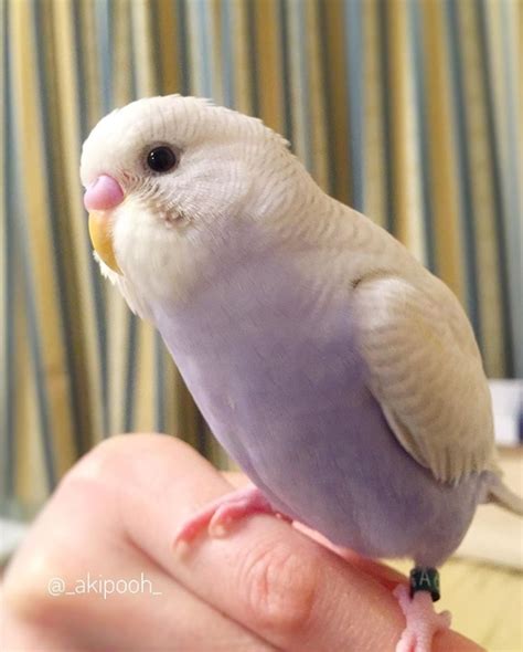 Can this be a natural budgie colour. Found this on an account on ...