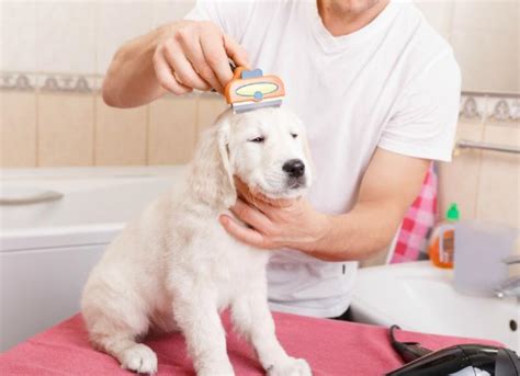 DIY Tips for Grooming a Dog at Home | PetMD