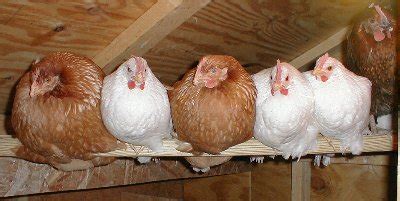 When the Chickens Come Home to Roost | The Outsource Resource