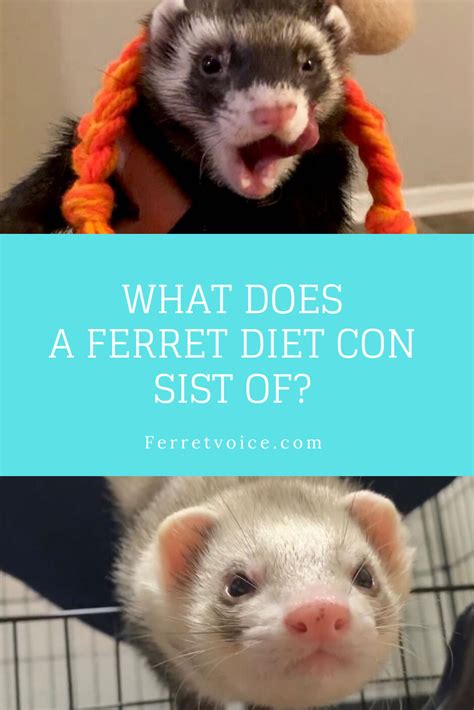 What Does a Ferret Diet Consist Of? | Ferret diet, Ferret, Pet diet