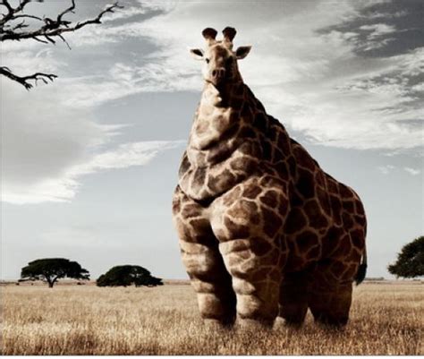 Funny Overweight Animals