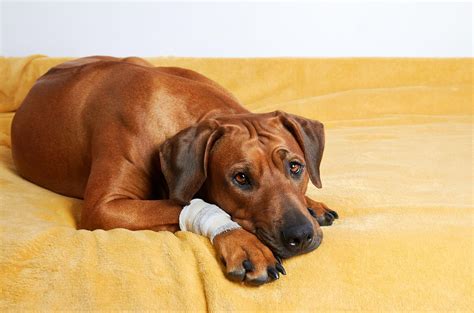 First Aid - Safely Transporting an Injured Dog - All Kinds of Pets