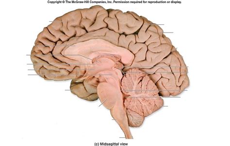 Telencephalon Diagram | Quizlet