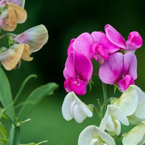 Here are Sweet Peas - The Daily Gardener