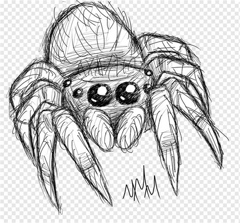 Spider Line art Drawing Sketch, spider, face, seafood, insects png ...