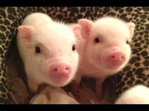 Baby Pigs