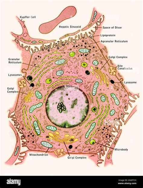 Labeled, illustrated diagram of the ultrastructure and relationships of ...