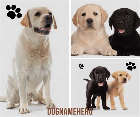 Labrador Retriever Names - Dog Name Hero