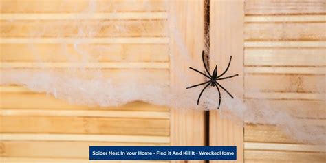 Spider Nest in Your Home- Find it and Kill it!