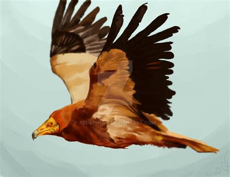 Egyptian Vulture by RedSphynx on DeviantArt