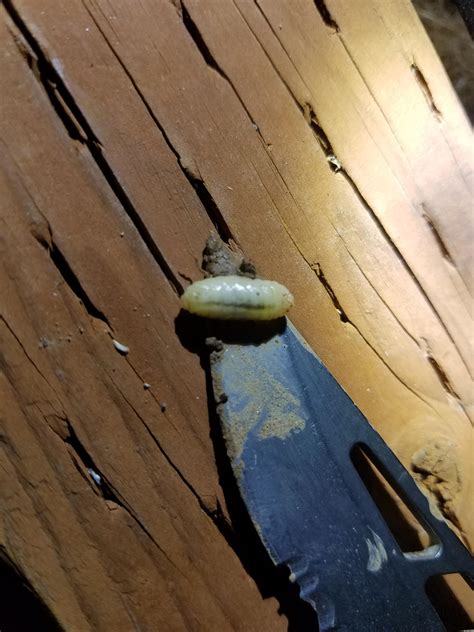 Is this a yellow jacket larvae? Been fight a nest for several days... : r/whatsthisbug