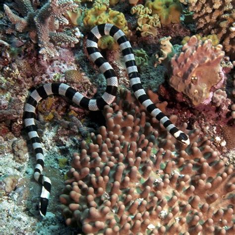 Yellow-Lipped Sea Krait – Facts, Size, Habitat, Pictures