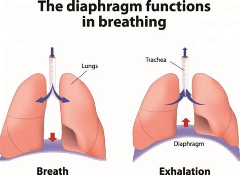 Diaphragmatic breathing - Port Melbourne Physiotherapy & Pilates!