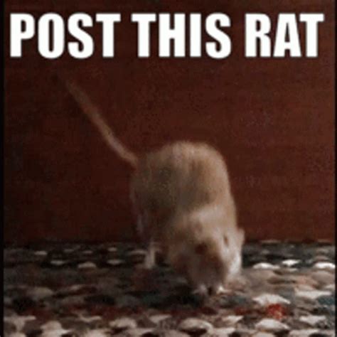 Rat Post This Rat GIF - Rat PostThisRat Rats - Discover & Share GIFs