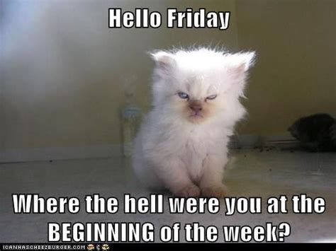 Hello Friday | Cats, Cats and kittens, Kitten pictures