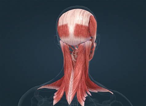 Premium Photo | Anatomy of female head muscular system