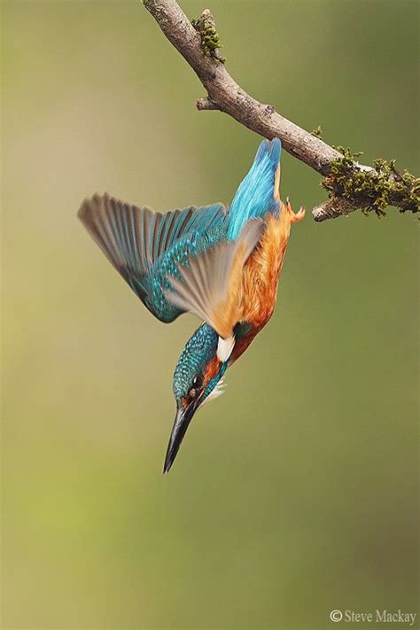 Diving Kingfisher by stevemackayphotography | Beautiful birds, World ...