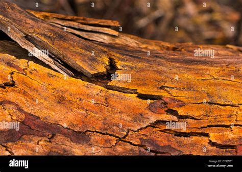 Beautiful colours and patterns on tree bark after a bush fire, Wollemi National Park, NSW ...