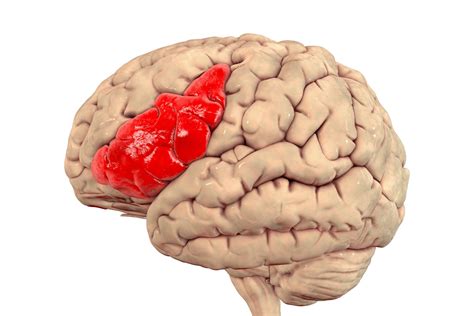 Broca’s Area of the Brain: Function and Location