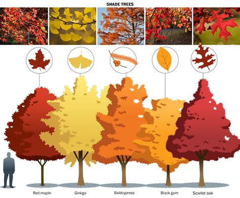 The 15 best trees and shrubs for fall foliage - The Washington Post