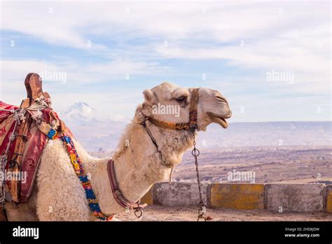 camel in cappadocia rock landscapes, in Anatolia. Turkey Stock Photo - Alamy