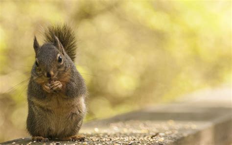 🔥 Free Download Squirrel Eating Nuts Wallpaper by @sperez12 ...