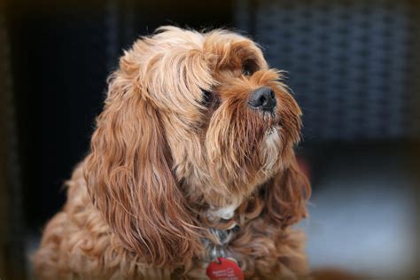 DIY Grooming: How To Maintain Your Cavoodle’s Coat - Cavoodle Community ...