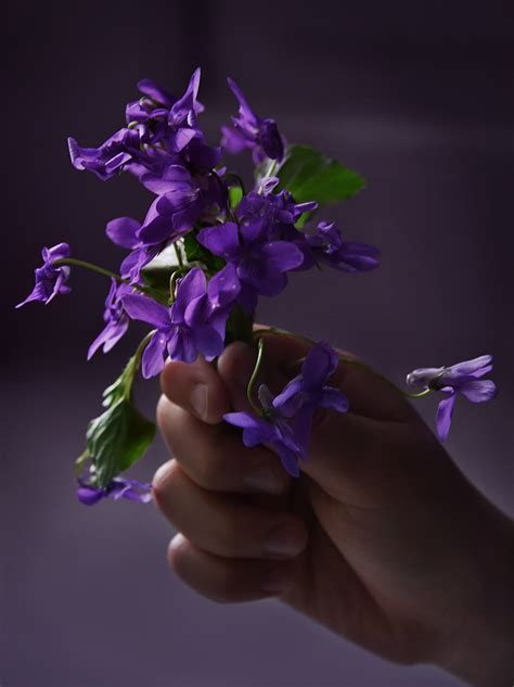 Panna Cotta with violets | les petits bonheurs