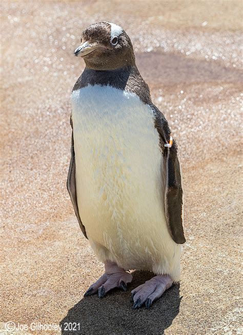 Edinburgh Zoo - Penguins Joe Gilhooley Photography