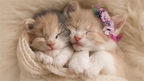 Cute Kitten Wallpapers ·① WallpaperTag