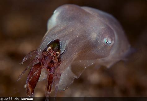 Cuttlefish Predation