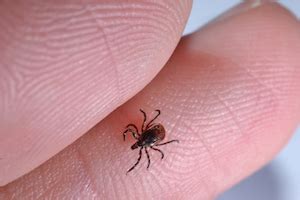 Interesting Tick Facts - Little-Known Facts about Ticks