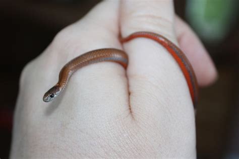 baby red belly snake, he eats slugs and I love that about him | Snake ...