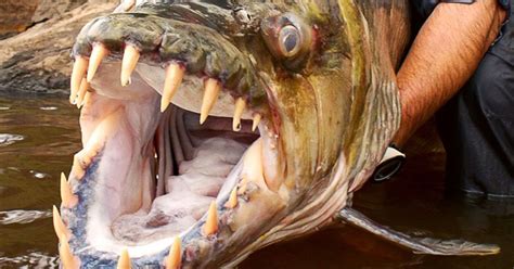 Incredible Facts About the Goliath Tigerfish You Need to Know - Fantastic Matters