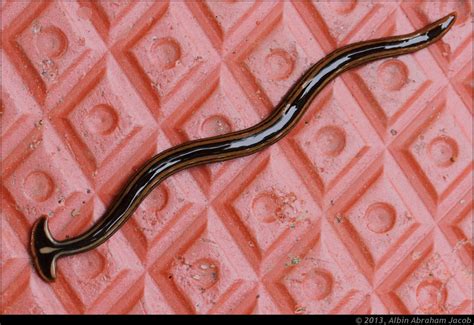 Hammerhead Worm (Bipalium)