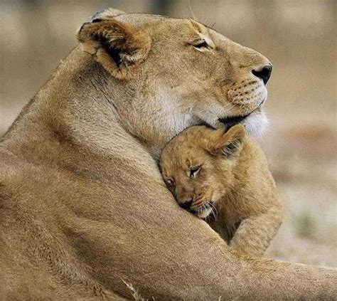 Famous Photos: A Lioness hugging her Lion cub