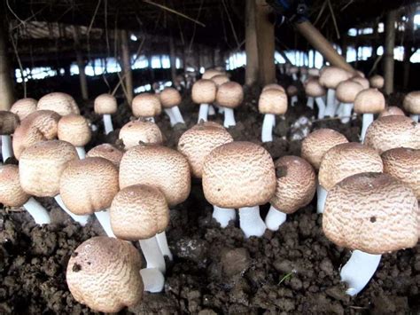 Agaricus Blazei Beta Glucan/ Polysaccharides 10% 20% 30% manufacture