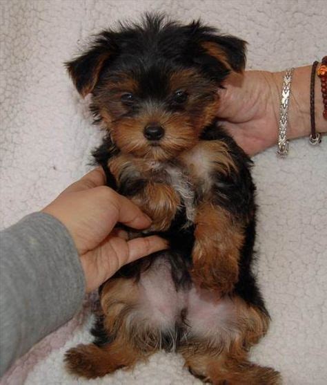 Full-Grown Teacup Yorkie - Bing Images | Yorkshire teriyeri, Ev köpekleri, Sevimli köpekler