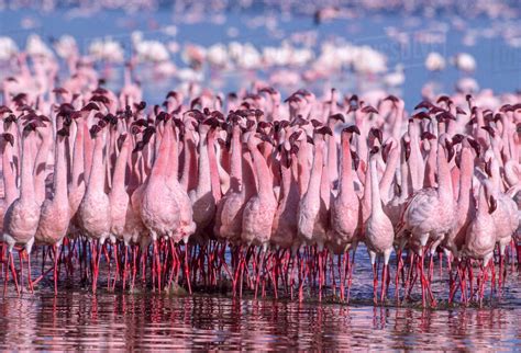 Lesser flamingo (Phoeniconaias minor), males displaying. Lake Nakuru ...