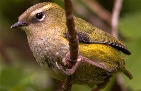 Rock wren/tuke: New Zealand native birds