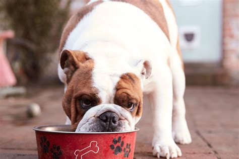 Food Aggression in Dogs — How To Correct Food Protective Dog Behavior